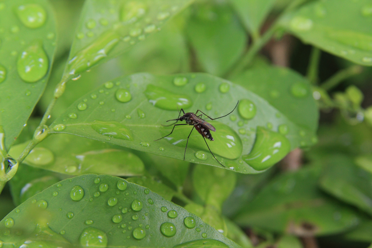 Mosquito on green leaf in nature.