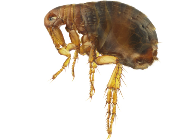 Large flea on white background