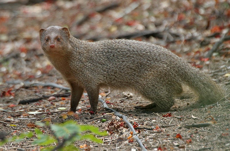 Mongoose in wild