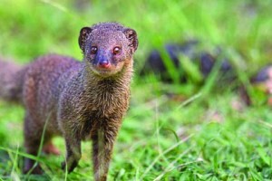 Mongoose in grass