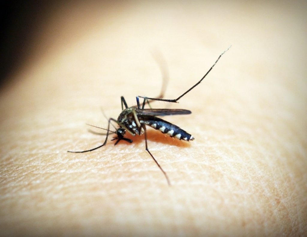 Mosquito on human skin