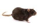 Rat on white background