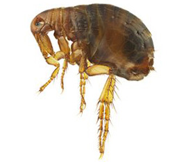 Professional Pest Control Services in Pearl City HI