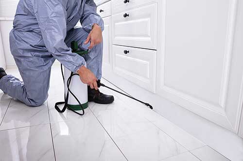 Professional Pest Control Services in Pearl City HI