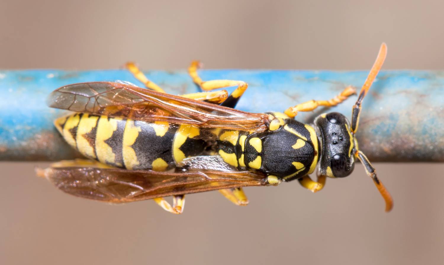 Ways to Keep Wasps Out of Your Car This Summer Wasp Experts