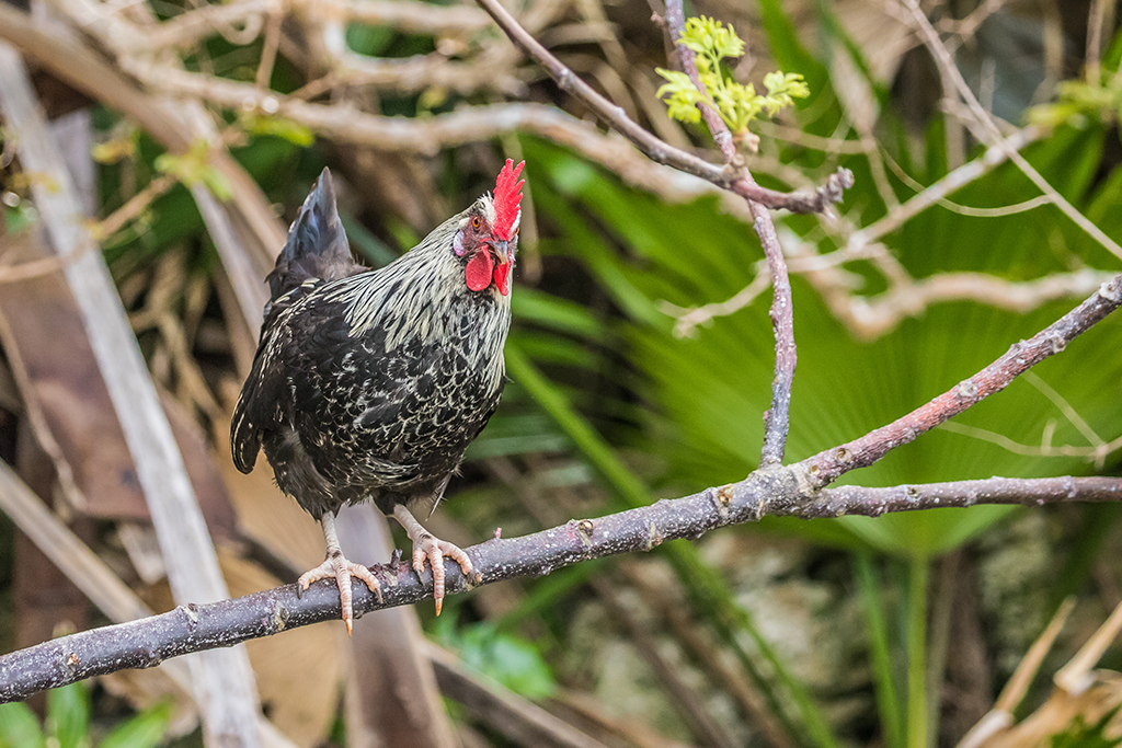 Feral chicken on branch in Hawaii | Sandwich Isle