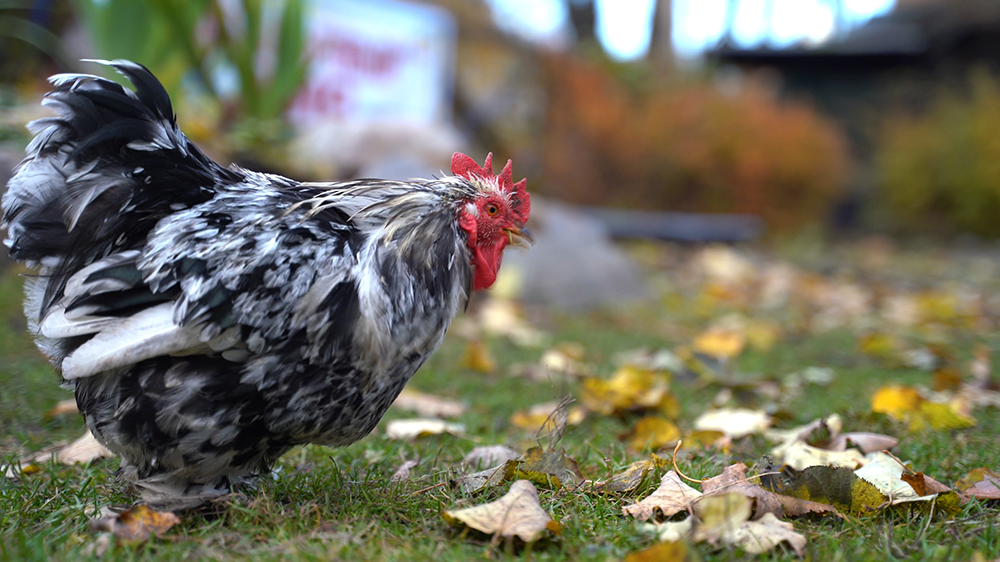 feral chicken on grass in Hawaii | Sandwich Isle