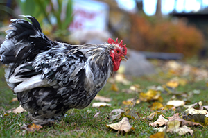 Feral chicken in Hawaii | Sandwich Isle