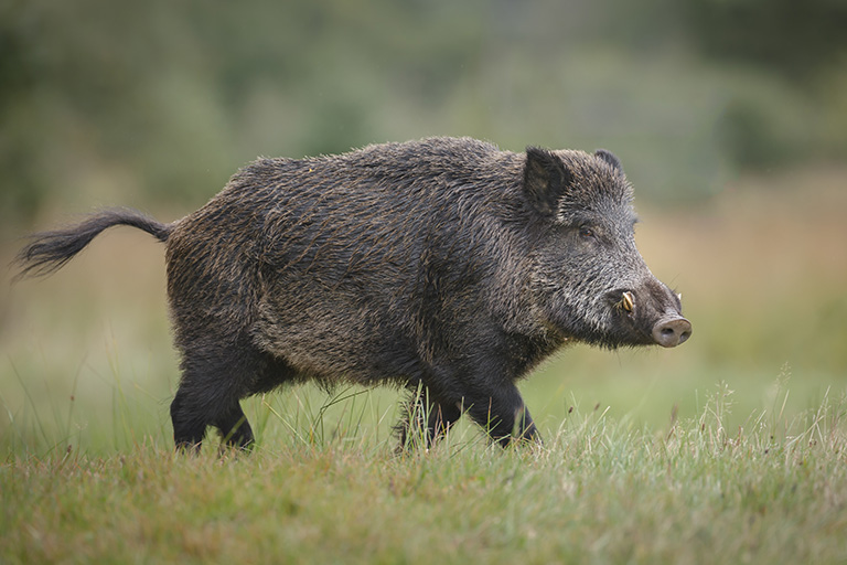 Wild Pig in Hawaii | Sandwich Isle