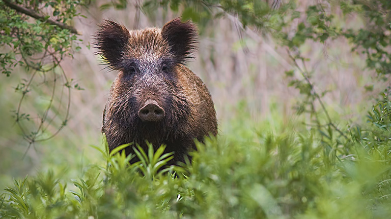 wild pig in grass in Hawaii | Sandwich Isle