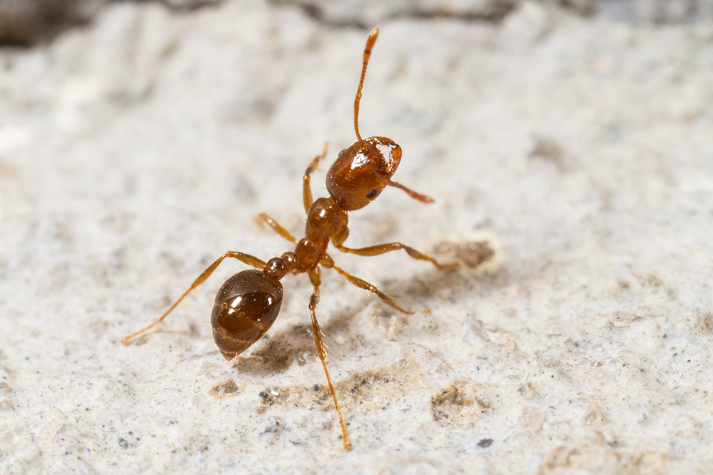 fire ant on sand