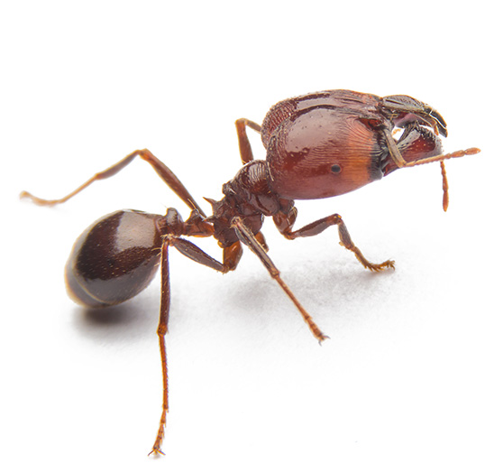 Fire ant in Hawaii | Sandwich Isle