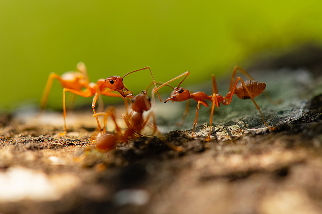 Fire ants in Hawaii | Sandwich Isle