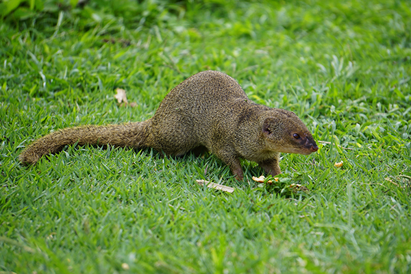 Hawaii Mongoose, small predator in tropical areas