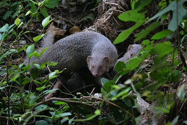 Hawaii mongoose in the leaves looking at the camera